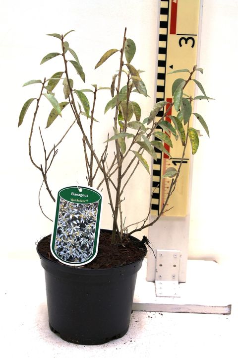 Elaeagnus 'Quicksilver'