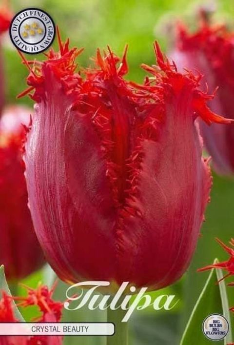 Tulipa 'Crystal Beauty'