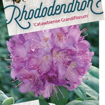 Rhododendron 'Catawbiense Grandiflorum'