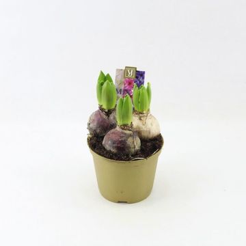 Hyacinthus Гиацинт восточный МИКС В ГОРШКЕ