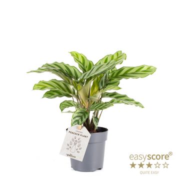 PLANTE CALATHEA DORETA 31CM