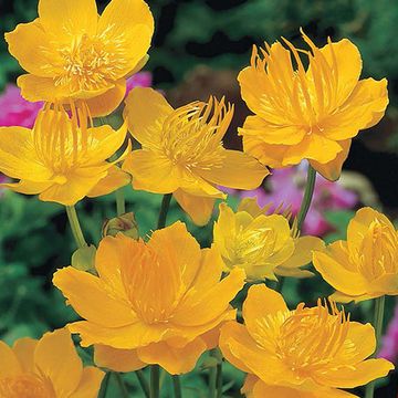 Trollius chinensis 'Golden Queen'