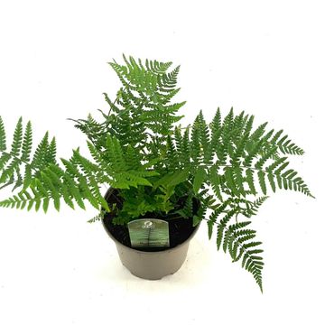 Dryopteris wallichiana