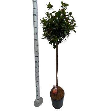 Viburnum tinus SPIRIT