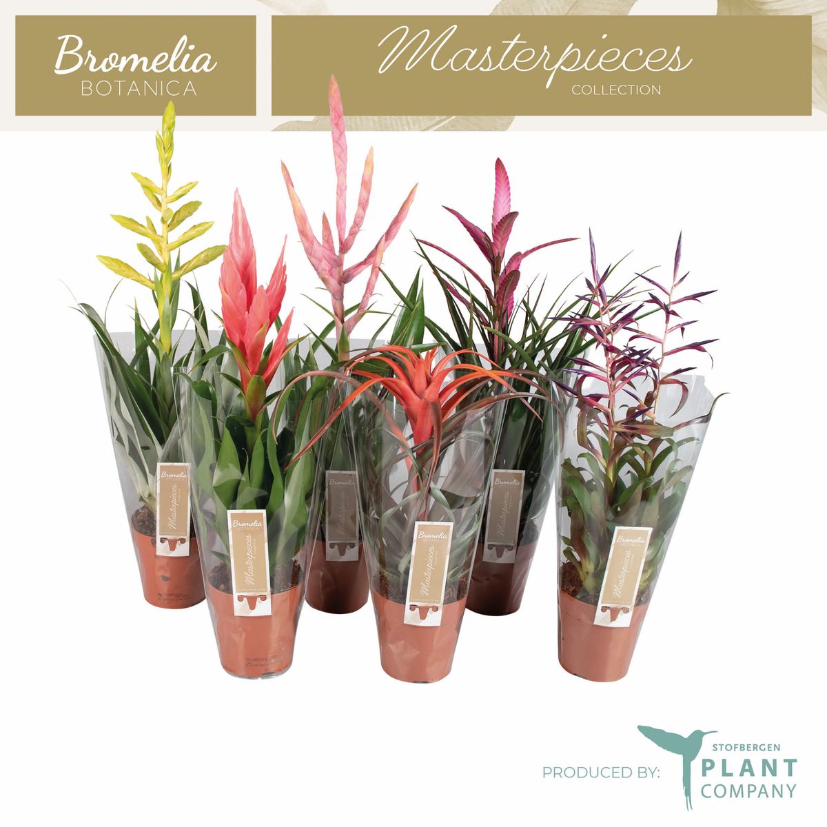 Tillandsia MIX — Plant Wholesale FlorAccess
