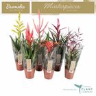 Tillandsia MIX