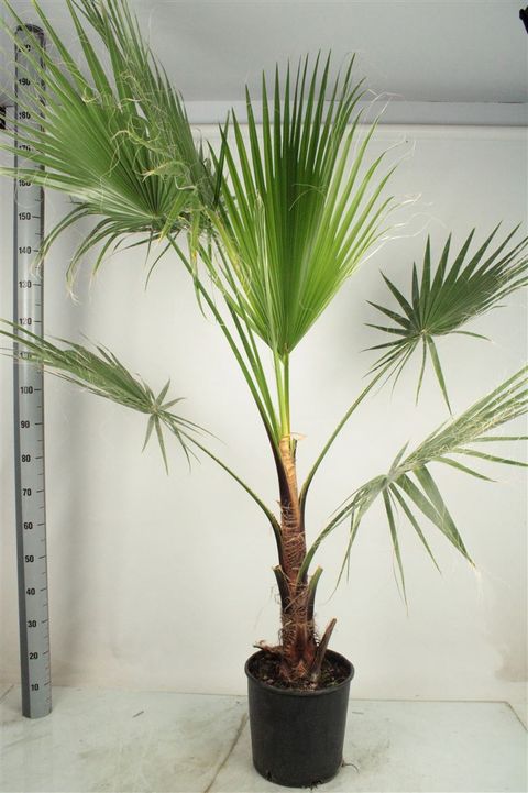 Washingtonia robusta