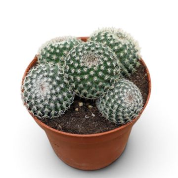 Mammillaria pseudoperbella