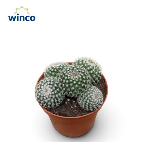 Mammillaria pseudoperbella