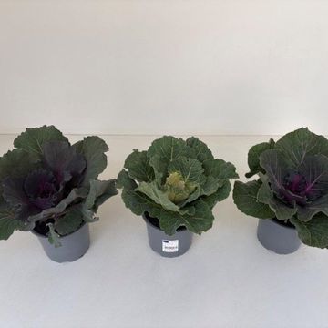 Brassica oleracea MIX