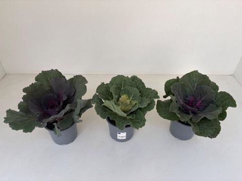 Brassica oleracea MIX
