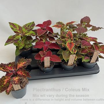 Plectranthus MIX