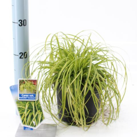 Carex oshimensis EVERCOLOR EVERSHEEN