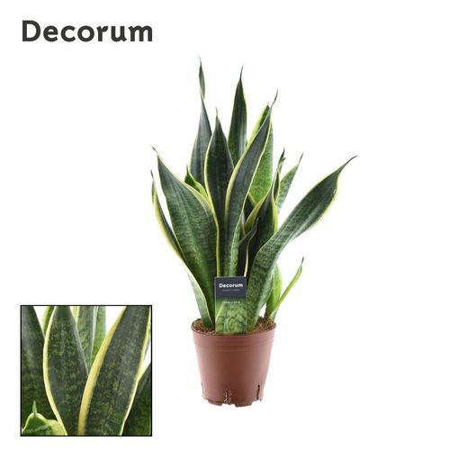 Sansevieria trifasciata 'Futura Superba'