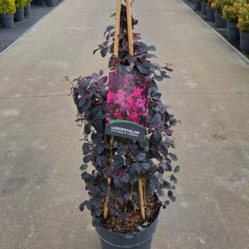 Лоропеталум chinense ROUGE DE LA MAJORIE