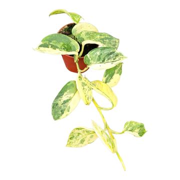Scindapsus 'Silver Splash Variegata'