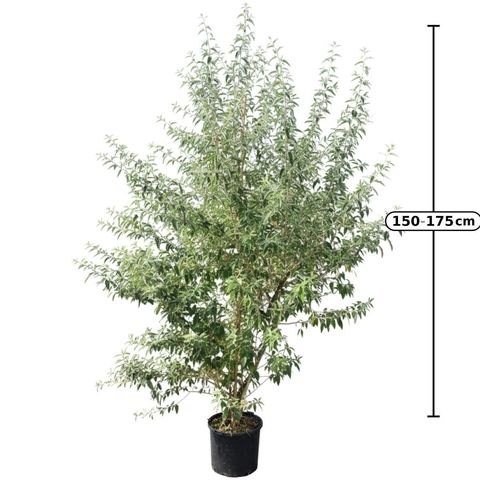 Elaeagnus angustifolia