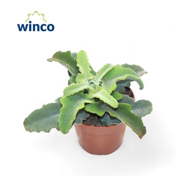 Kalanchoe beharensis 'Maltese Cross'