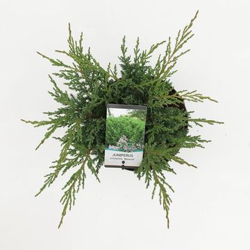 Juniperus chinensis 'Blaauw'