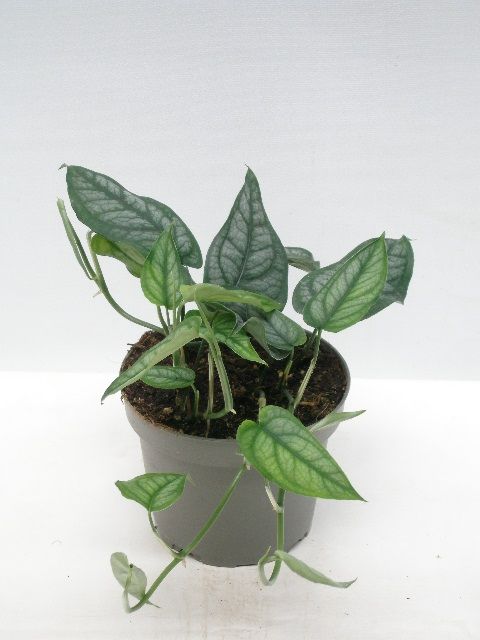 Monstera siltepecana