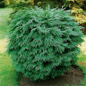 Chamaecyparis lawsoniana 'Globosa'
