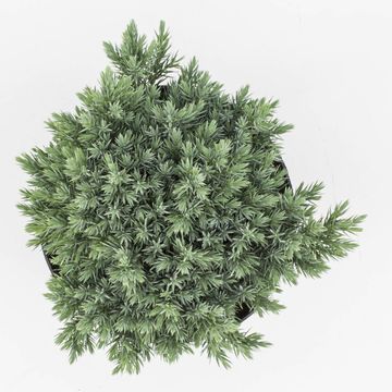 Juniperus squamata 'Blue Star'