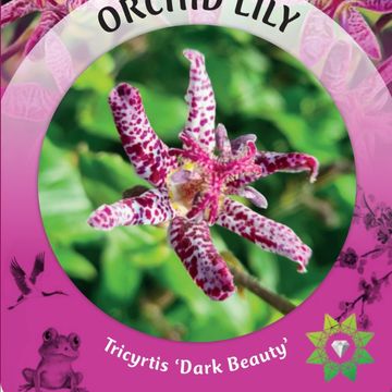 Tricyrtis formosana 'Purple Beauty'