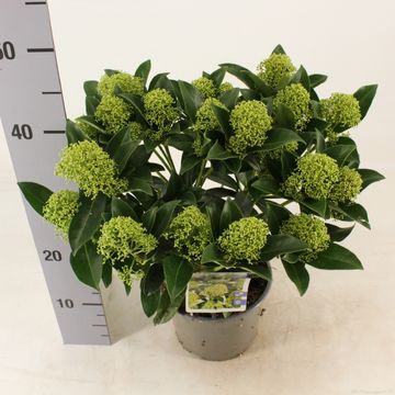 Skimmia japonica WHITE GLOBE