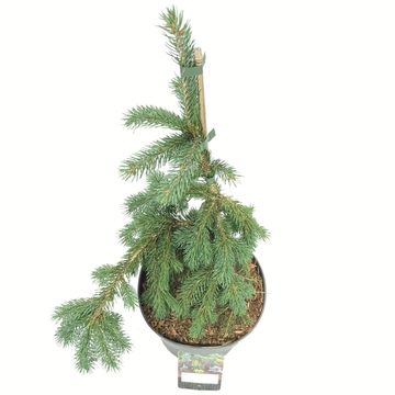 Picea glauca 'Pendula'
