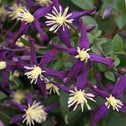 Clematis x aromatica