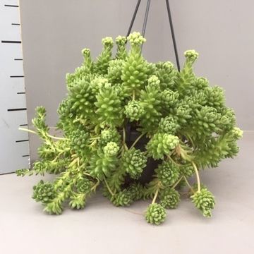 Sedum hirsutum