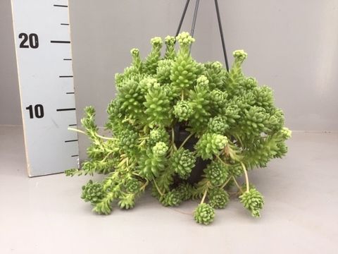 Sedum hirsutum