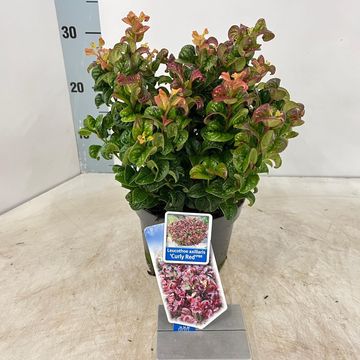 Leucothoe axillaris 'Curly Red'