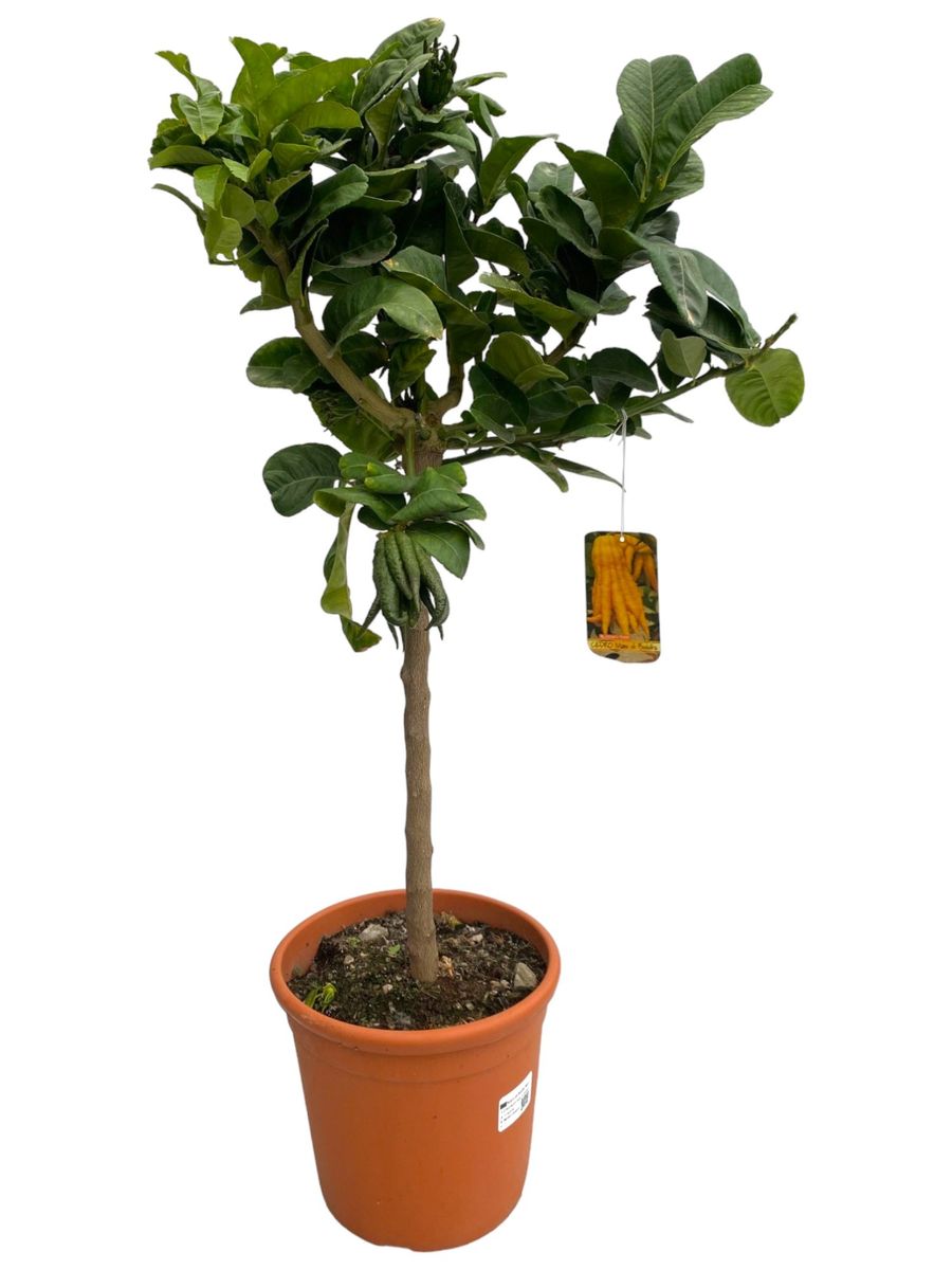 Citrus medica 'Buddha's Hand' — Plant Wholesale FlorAccess