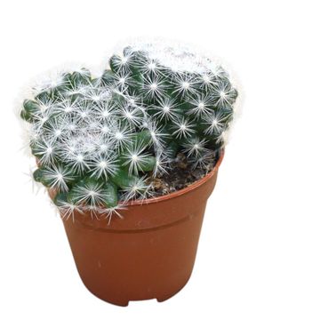 Mammillaria candida