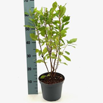 Clethra alnifolia 'Pink Spire'