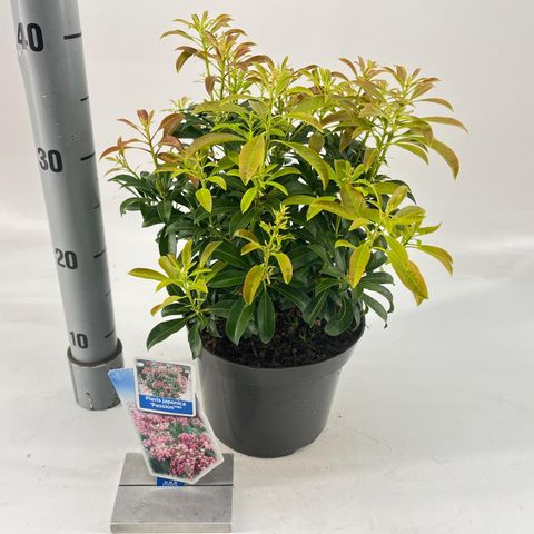 Pieris japonica 'Passion'