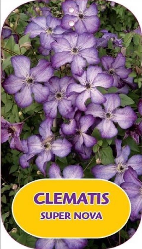 Clematis СУПЕР НОВА (Vt)