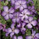 Clematis SUPER NOVA (Vt)