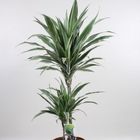 Dracaena fragrans 'Warneckei'