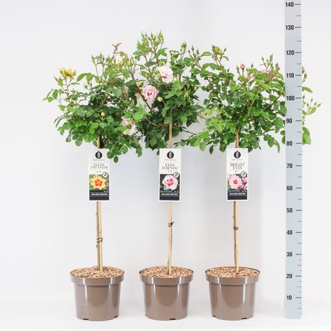Rosa persica MIX