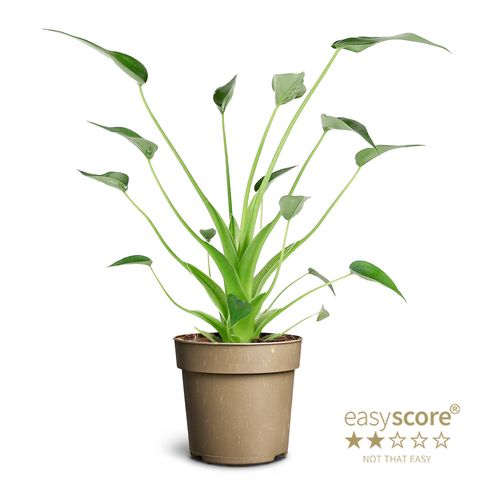 Alocasia 'Tiny Dancer'