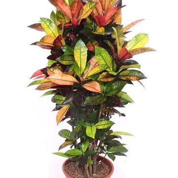 Codiaeum variegatum 'Mrs Iceton'