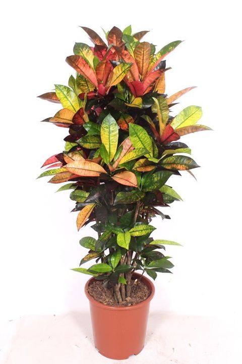 Codiaeum variegatum 'Mrs Iceton'