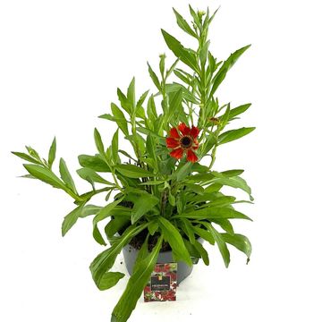 Helenium 'Moerheim Beauty'