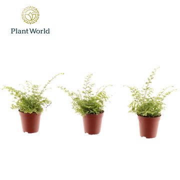 Nephrolepis exaltata 'Green Fantasy'