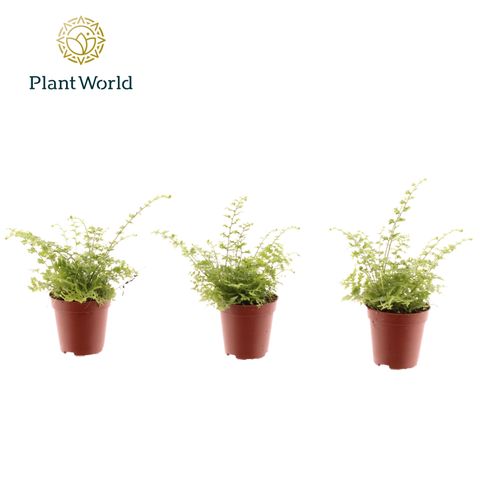 Nephrolepis exaltata 'Green Fantasy'