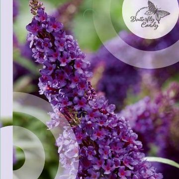 Buddleja davidii BUTTERFLY CANDY LITTLE PURPLE