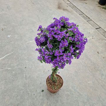 Solanum rantonnetii
