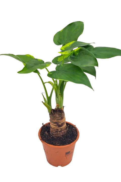 Alocasia cucullata